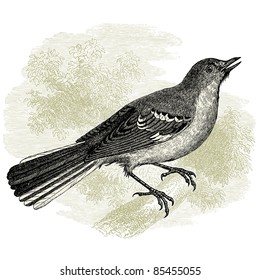 Northern Mockingbird - ilustración vintage - "Histoire naturelle" de Buffon y Lacépède publicado en 1881 Francia