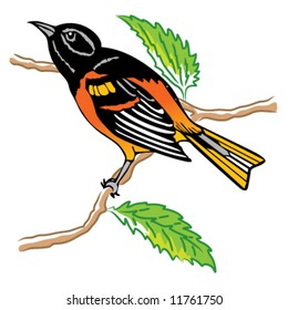 Northern Oriole