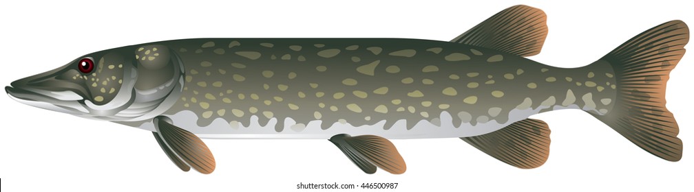 Northern pike, carnivorous wild fish from the Northern Hemisphere brackish and fresh waters realistic vector illustration