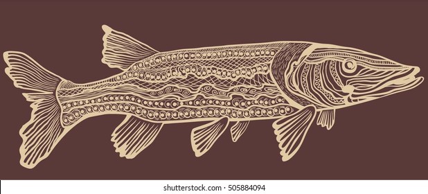 The northern pike (Esox lucius)