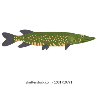 The northern pike (Esox lucius) is isolated on a white background.