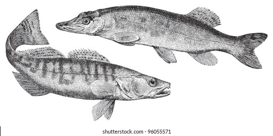 Northern pike (Esox lucius) left and Zander (Lucioperca sandra) right / vintage illustration from Meyers Konversations-Lexikon 1897