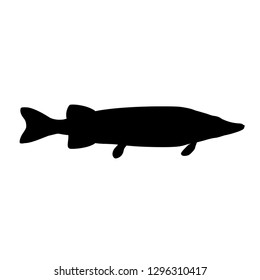 Northern pike fish. Black silhouette. Side view. Vector illustration isolated on white background