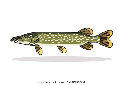 Northern Pike fish design Illustration vector art