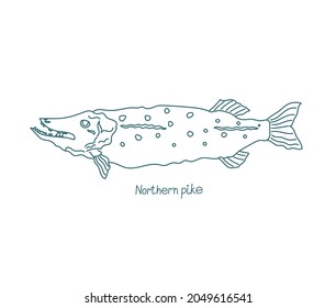 The northern pike fish. Esox lucius. Open paths. Editable stroke. Custom line thickness.