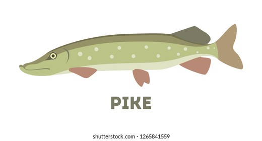 Northern pike fish of a green color. Aquaculture and water fauna. Flat vector illustration