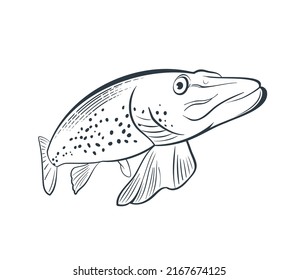 Northern pike fish in line style. Fishing design element for sticker, shop label, logo etc. Vector illustration