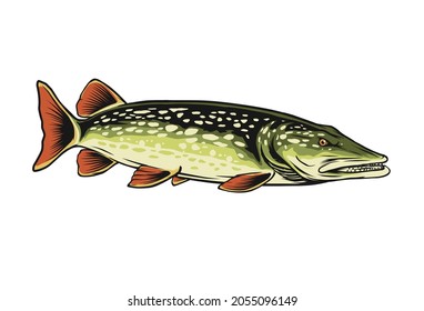 northern pike fish vector illustration