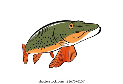 Northern pike fish in vintage style. Vector illustration