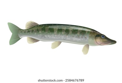 Northern pike. Freshwater predatory fish. Vector realistic illustration isolated on white background