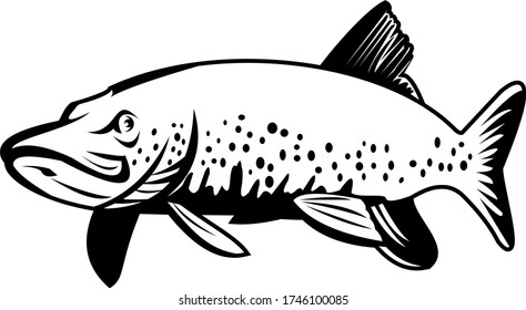 Northern Pike Lakes Pike Jackfish Swimming Stock Vector (Royalty Free ...