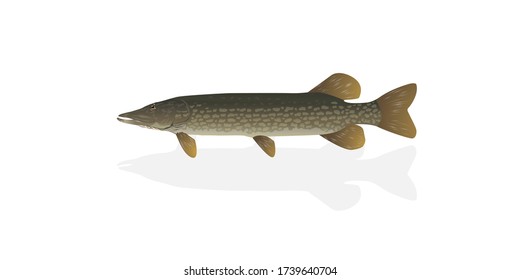 Pike del norte, Pickerel. Ilustración vectorial con detalles refinados