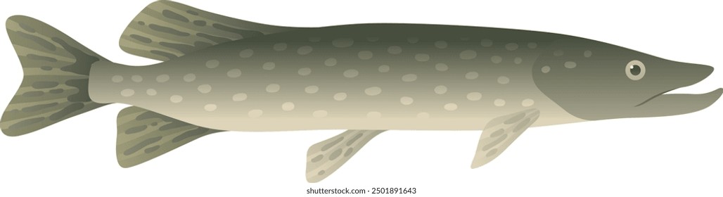 Northern pike realistic illustration. Salty and fresh water carnivorous fish isolated on white background. Aquatic animal and sea food.