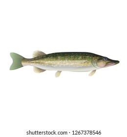 Northern pike. Side view. Vector illustration isolated on white background