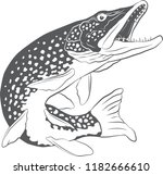 Northern Pike Vector
