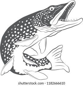 Northern Pike Vector