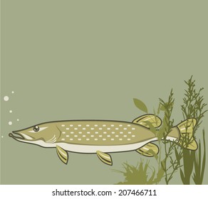 Northern Pike Vector