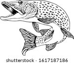 the northern pike vector illustration