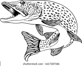 pike - 1 Free Vectors to Download | FreeVectors