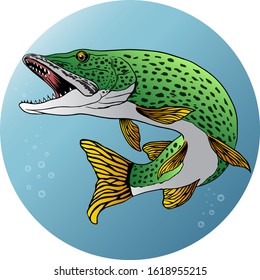 the northern pike vector illustration