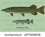 Northern Pike. Vector illustration with refined details and optimized stroke that allows the image to be used in small sizes (in packaging design, decoration, educational graphics, etc.)