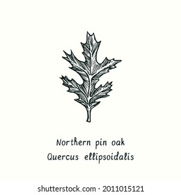 Northern pin oak (Quercus ellipsoidalis) leaf. Ink black and white doodle drawing in woodcut style.