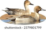 Northern Pintail (Anas acuta) Male and Female North American Waterfowl Duck Couple Isolated