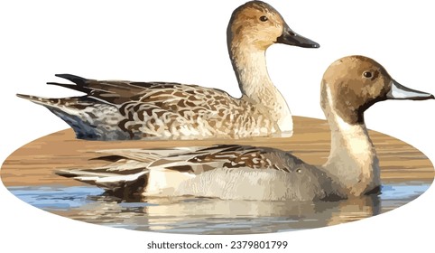 Northern Pintail (Anas acuta) Male and Female North American Waterfowl Duck Couple Isolated