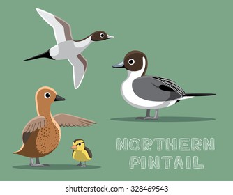 Northern Pintail Duck Cartoon Vector Illustration