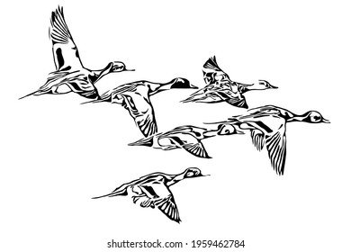 Northern pintail duck drake flock flying 