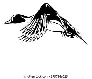 Northern pintail duck waterfowl flying. Black and white silhouette line art.