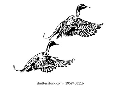 Northern pintail ducks taking flight 