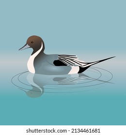 Northern pintail or pintail swimming in the water. In the water you can see his reflection.The bird is male.
