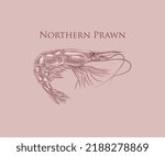 The Northern Prawn illustration with details and highlights in engraving style.