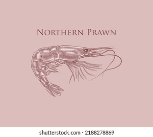 The Northern Prawn illustration with details and highlights in engraving style.