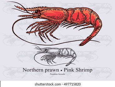 Northern prawn, Pink shrimp. Vector illustration with refined details and optimized stroke that allows the image to be used in small sizes (in packaging design, decoration, educational graphics, etc.)