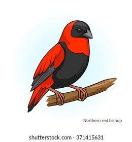 Northern red bishop bird learn birds educational game vector illustration