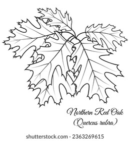 Northern Red Oak tree twig with leaves, vector illustration isolated on white background. Leaf outlines, coloring page.