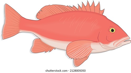 Northern Red Snapper Fish Lutjanus Campechanus Marine Ray-finned Specie Native Western Atlantic Ocean Caribbean Sea Gulf of Mexico Reefs Aquatic Animal Vector Isolated