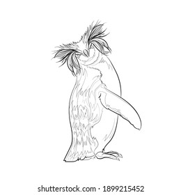 Northern rockhopper penguin. Line drawing. Black and white illustration. Vector.