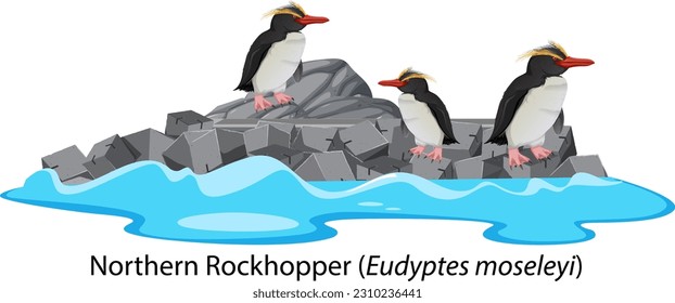 Northern rockhopper penguin on the rock illustration