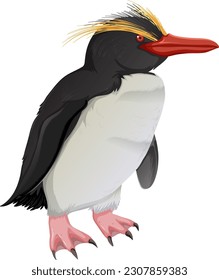 Northern Rockhopper Penguin on White Background illustration