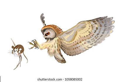 The northern saw-whet owl (Aegolius acadicus), owl hunting mouse