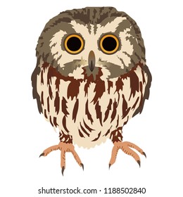 Northern Saw-whet Owl or Aegolius acadicus