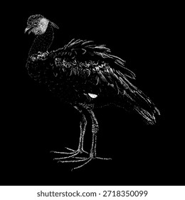 Northern Screamer steht aufmerksam und zeigt seinen markanten Kamm, starke Beine und strukturierte Federn einzeln auf sauberem, weißem Hintergrund. Ideal für Tierwelt, Natur und Vintage-Illustrationen.