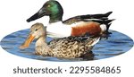 Northern Shoveler (Spatula clypeata) North American Waterfowl Duck