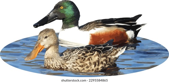 Northern Shoveler (Spatula clypeata) North American Waterfowl Ente