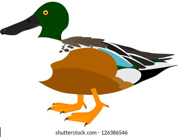 Northern Shoveler Vector Illustration (Male) Dabbling Duck