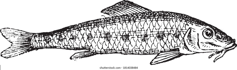 Northern studfish, From the Dictionary of Word and Things, 1888.