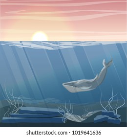 Northern underwater landscape. A large blue whale. Rocky bottom with algae. Vector illustration, a scene from marine life.